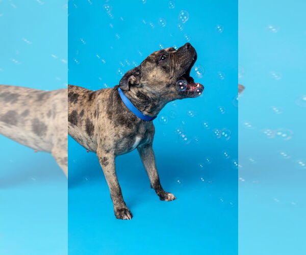 Medium Photo #14 American Pit Bull Terrier-Bulldog Mix Puppy For Sale in Raleigh, NC, USA