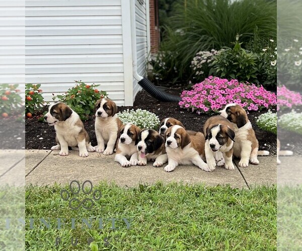 Medium Photo #2 Saint Bernard Puppy For Sale in MARIETTA, PA, USA
