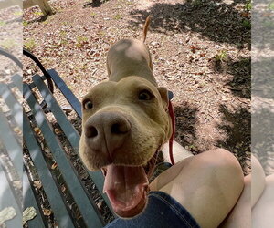 Mutt Dogs for adoption in McCormick, SC, USA