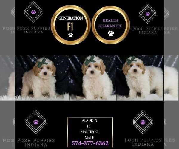 Medium Photo #6 Maltipoo Puppy For Sale in WARSAW, IN, USA