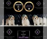 Small #5 Maltipoo