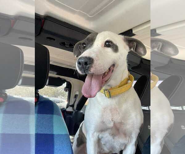 Medium Photo #2 Mutt Puppy For Sale in Sheboygan, WI, USA