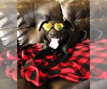 Small Photo #3 Labrador Retriever-Unknown Mix Puppy For Sale in DuQuoin, IL, USA