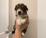 Small Photo #4 Australian Shepherd-Border-Aussie Mix Puppy For Sale in ORLANDO, FL, USA