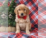 Small Photo #1 Golden Retriever Puppy For Sale in NOTTINGHAM, PA, USA