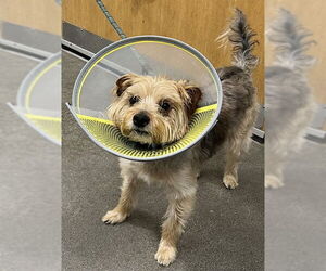 Mutt Dogs for adoption in Forestville, MD, USA