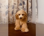Small #6 Cavapoo-Poodle (Miniature) Mix