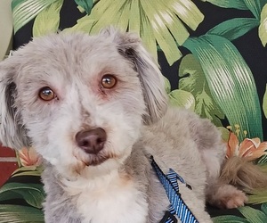 Havanese Puppy for sale in WINSTON SALEM, NC, USA