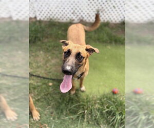 Mutt Dogs for adoption in Sugar Land, TX, USA