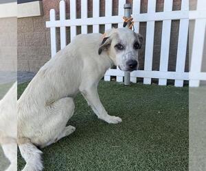 Great Pyrenees Dogs for adoption in Modesto, CA, USA