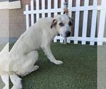 Small Great Pyrenees