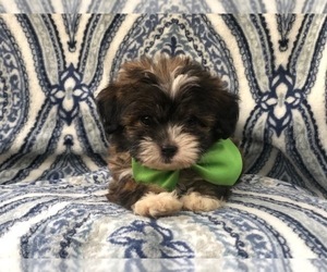 Shih-Poo Puppy for sale in LAKELAND, FL, USA