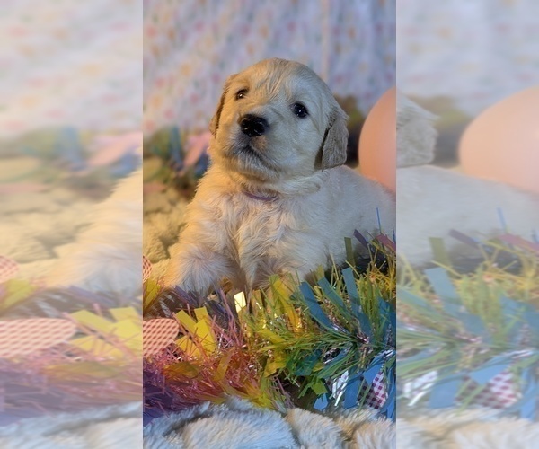 Medium Photo #24 Golden Retriever Puppy For Sale in MODESTO, CA, USA