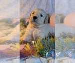 Small Photo #24 Golden Retriever Puppy For Sale in MODESTO, CA, USA