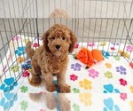 Otis - Male Cavapoo mix (+ Poodle Miniature) Puppy for Sale - Photo #8