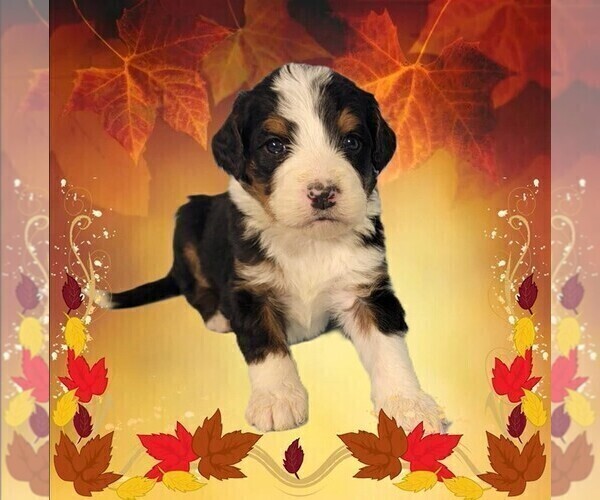Medium Photo #4 Bernedoodle Puppy For Sale in BLACK FOREST, CO, USA