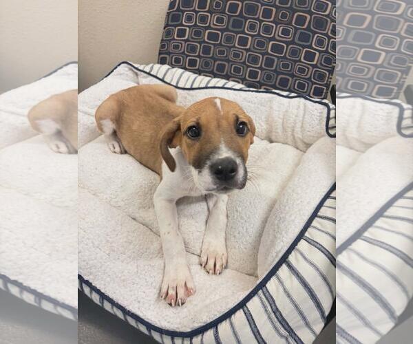 Medium Photo #2 Labrador Retriever-Unknown Mix Puppy For Sale in Rockwall, TX, USA
