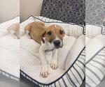 Small #1 Labrador Retriever Mix