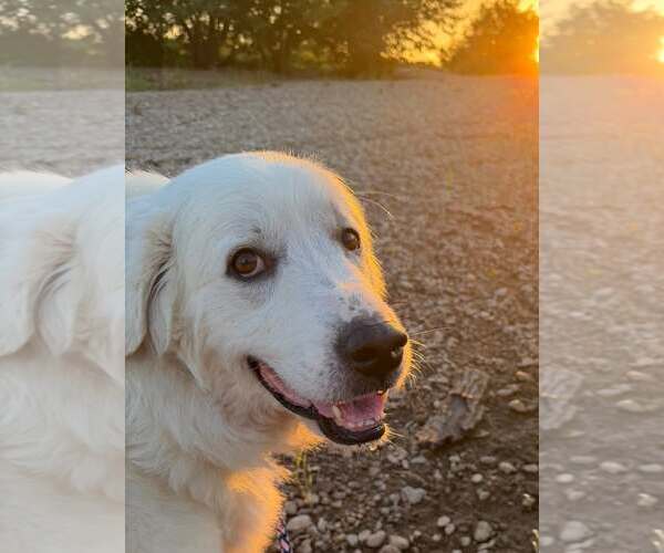 Medium Photo #6 Great Pyrenees Puppy For Sale in Dallas, TX, USA