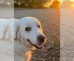 Small #5 Great Pyrenees