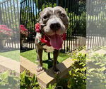Small #11 American Pit Bull Terrier-American Staffordshire Terrier Mix