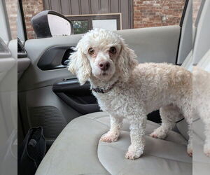 Poodle (Miniature) Dogs for adoption in Vail, AZ, USA