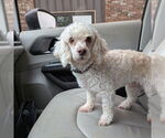 Small Poodle (Miniature)