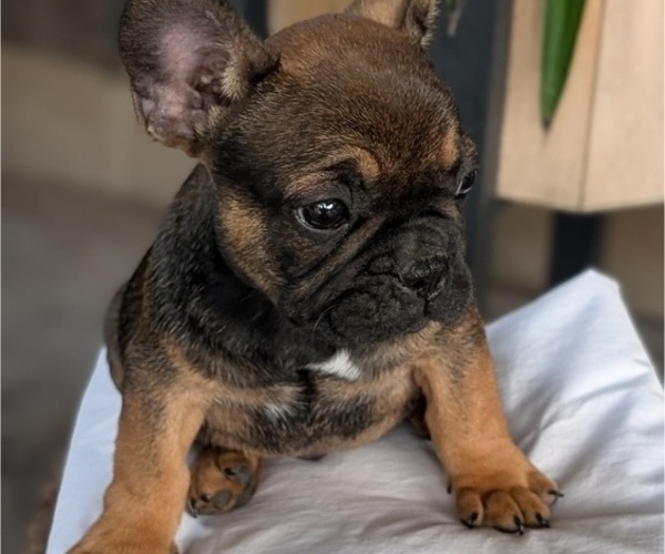 Medium Photo #12 French Bulldog Puppy For Sale in GOSHEN, IN, USA
