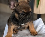 Small #11 French Bulldog