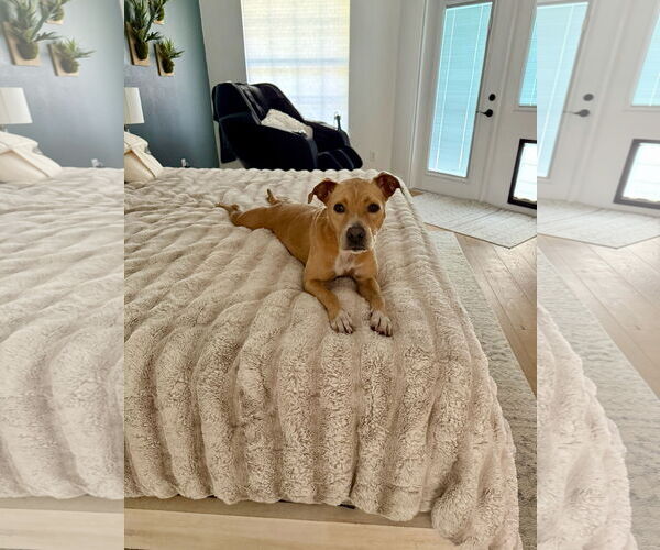Medium Photo #6 Pointer Puppy For Sale in Sanford, FL, USA