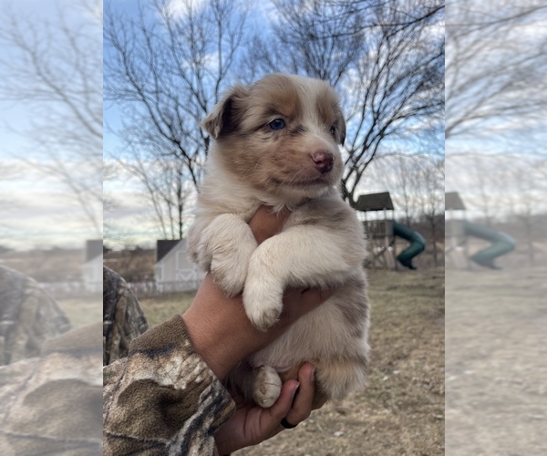 Medium Photo #1 Australian Shepherd Puppy For Sale in TOLEDO, IL, USA