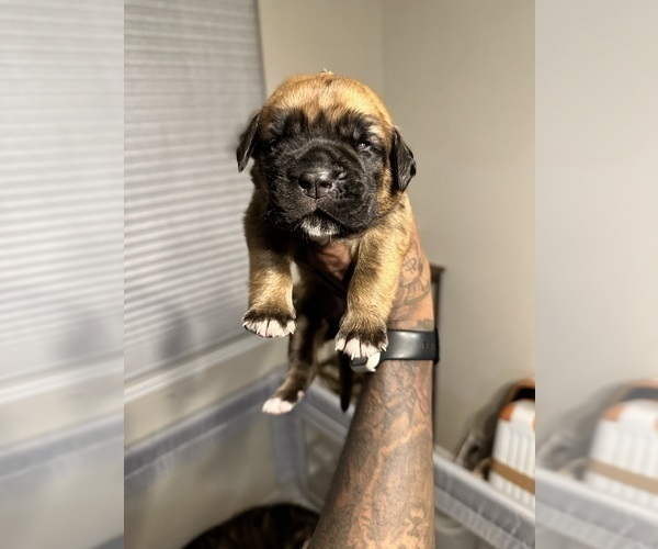 Medium Photo #56 Cane Corso-Saint Bernard Mix Puppy For Sale in LIVERMORE, CA, USA