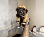 Small Photo #56 Cane Corso-Saint Bernard Mix Puppy For Sale in LIVERMORE, CA, USA