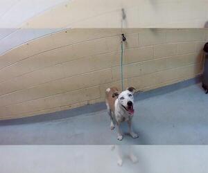 American Pit Bull Terrier-Unknown Mix Dogs for adoption in Tulsa, OK, USA