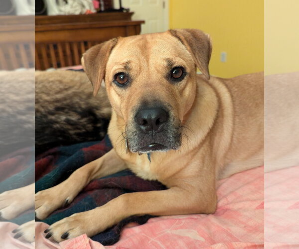 Medium Photo #6 Mutt Puppy For Sale in Cary, NC, USA