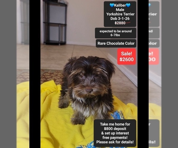 Medium Photo #1 Yorkshire Terrier Puppy For Sale in TUCSON, AZ, USA