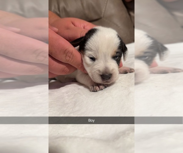 Medium Photo #4 Australian Cattle Dog-Beagle Mix Puppy For Sale in BECKHAMVILLE, SC, USA