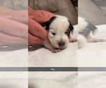 Small #3 Australian Cattle Dog-Beagle Mix