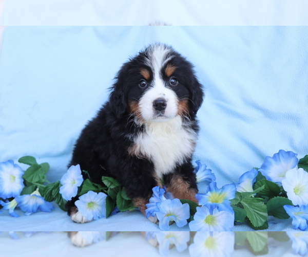 Medium Photo #2 Bernese Mountain Dog Puppy For Sale in SHILOH, OH, USA
