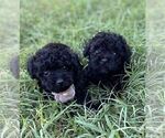 Small #1 Poodle (Toy)