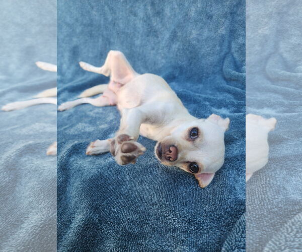 Medium Photo #7 Chihuahua-Unknown Mix Puppy For Sale in San Francisco, CA, USA