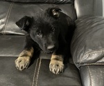Small Photo #2 German Shepherd Dog Puppy For Sale in RUFFIN, SC, USA