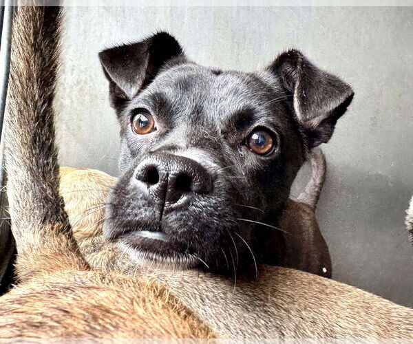 Medium Photo #6 Labrador Retriever-Unknown Mix Puppy For Sale in San Diego, CA, USA