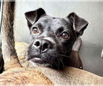 Small #5 Labrador Retriever Mix