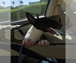 Small #8 Bull Terrier