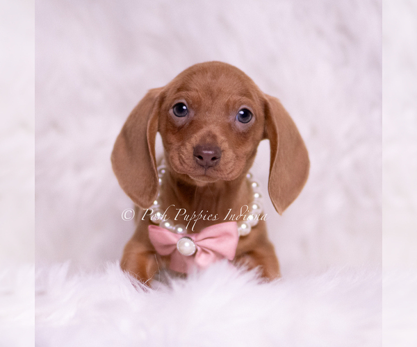 Medium Photo #2 Dachshund Puppy For Sale in WARSAW, IN, USA