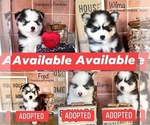 Small Photo #1 Pomsky Puppy For Sale in CASA GRANDE, AZ, USA