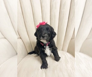 Golden Mountain Doodle Puppy for sale in LELAND, NC, USA