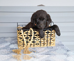 Puppy Tad Bernedoodle-Labrador Retriever Mix