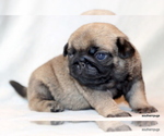 Small #11 Pug